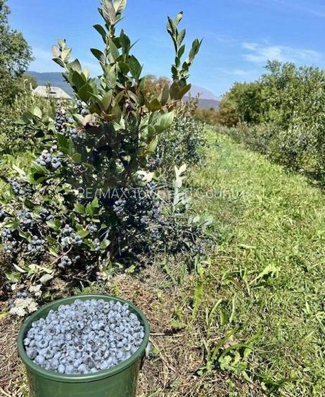 Teren 6,900mp Breb / Strada PRINCIPALA - 5