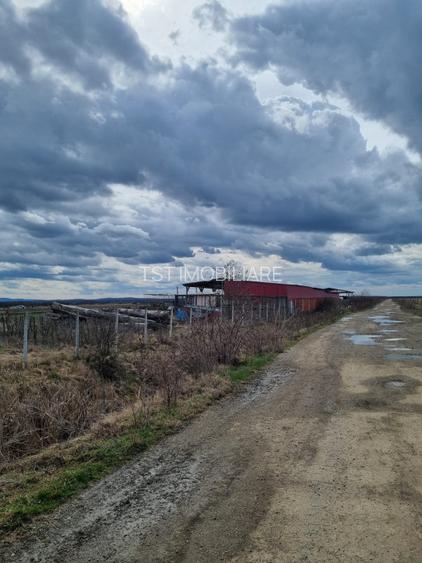 Teren in Amati ideal pentru investitie - 2