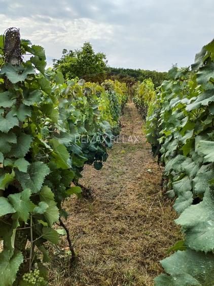 Casă individuală cu teren de 3.414 mp, Comuna Comarna - 15