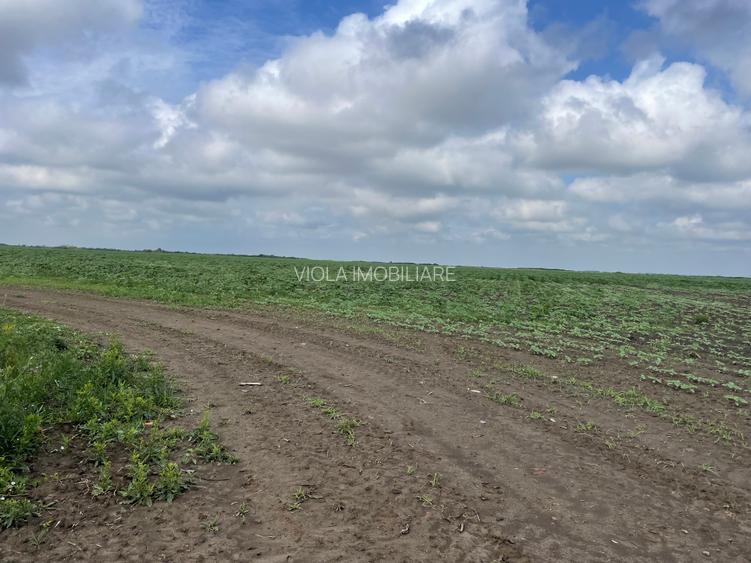 De vanzare 2 Ha la Ianova - 2