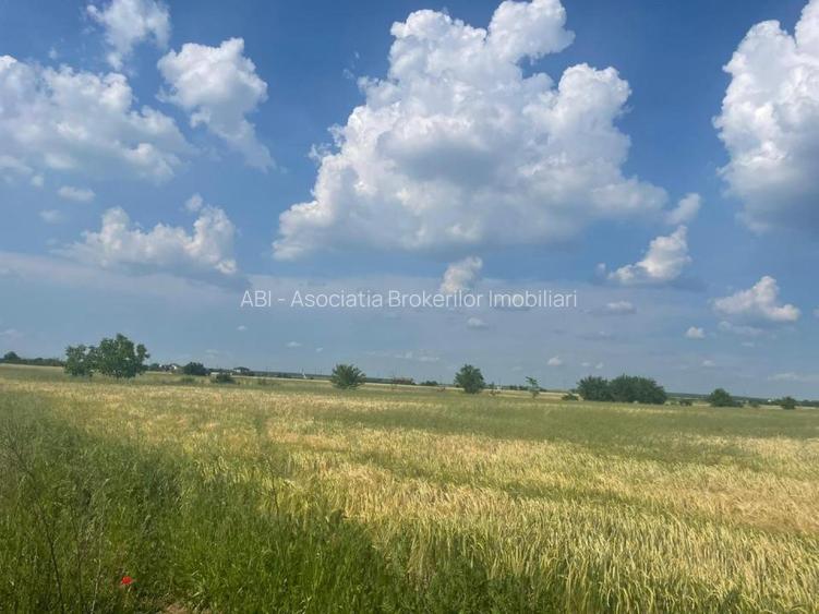 Vanzare teren intravilan Cernica_Tânganu, lot 954mp - 2