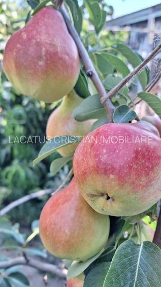 VILA UNICAT ULTRALUX P+1 +CASA CU TEREN 1412MP ZONA PALAZU MARE - 13