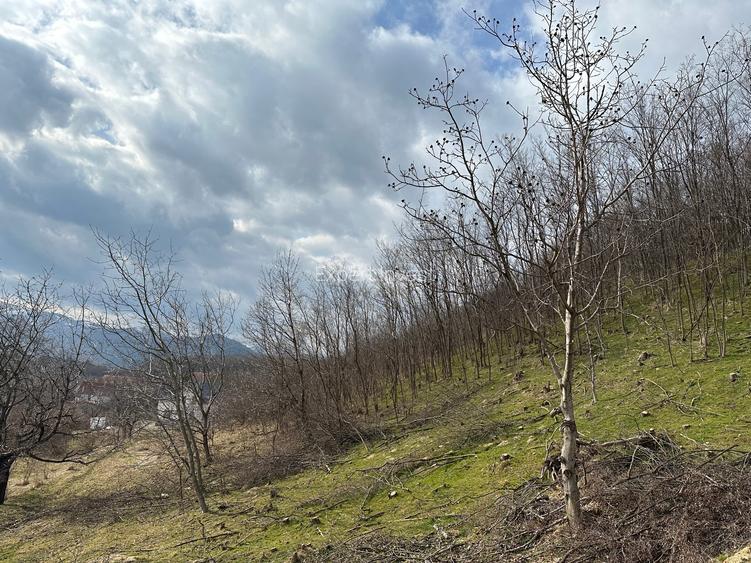 Teren intravilan 5.000 mp Cisnadioara / jud. Siibu - 4