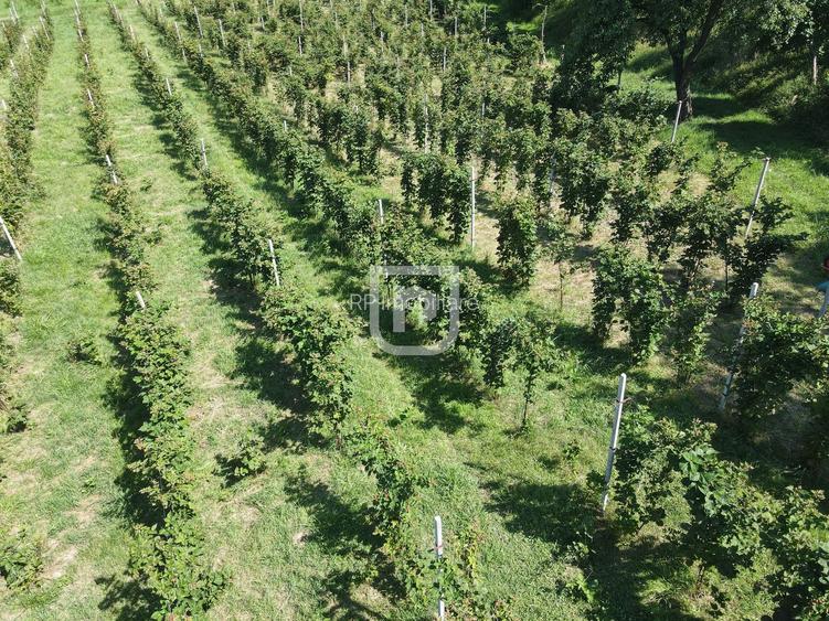 Casa la tara cu 30 ari Rasca - 13