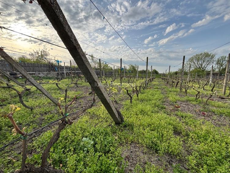 Casa și teren de vânzare Rogova - 4