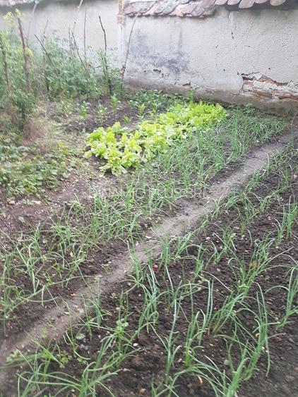 Casa singur in curte in Apoldu de Jos , la 35 km de Sibiu! - 40