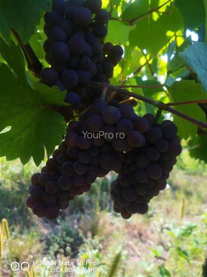 Afacere Investitie Vie 4 Hectare 40 km de Oradea - 3