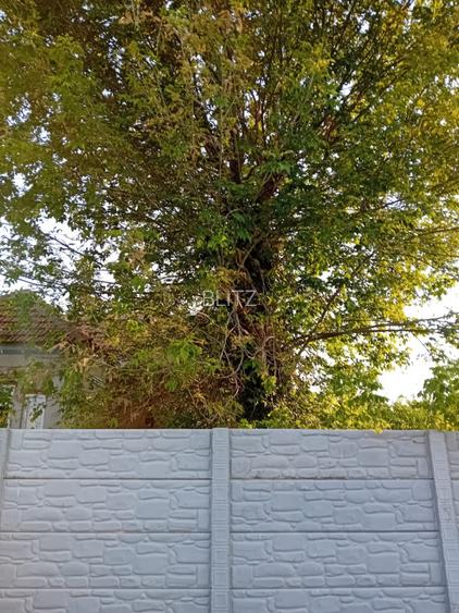 Casa P, 96 mp, teren 1948, Silistea Crucii  - 6