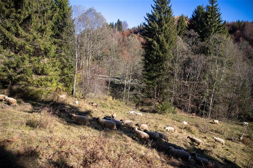 Teren de Vis langa Siriu  – 20000 mp ideal pentru Complex turistic Comision 0% - 21