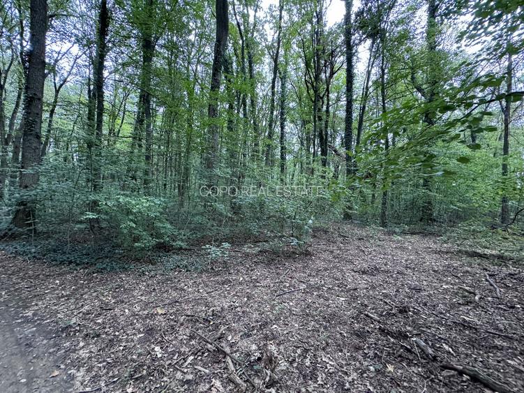 46644 mp teren in Padurea Baneasa proiect exclusivist - 8