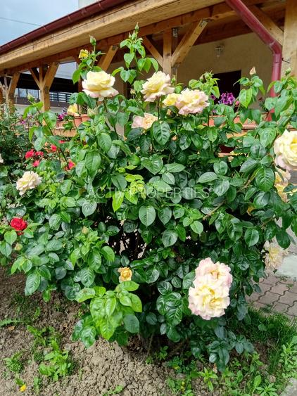 MAGURELE, Vila an 2012 S+P+E+M, Sutila 315mp, garaj, foisor, centrala proprie - 21