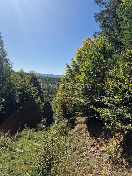 Vindem teren forestier 44165 mp Doabra - Bucovina - 7
