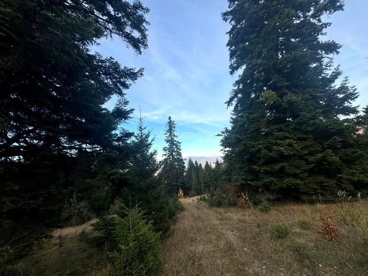 Vanzare 5,3 ha pasune deasupra Voronetului Suceava - Proiect Turistic - 14