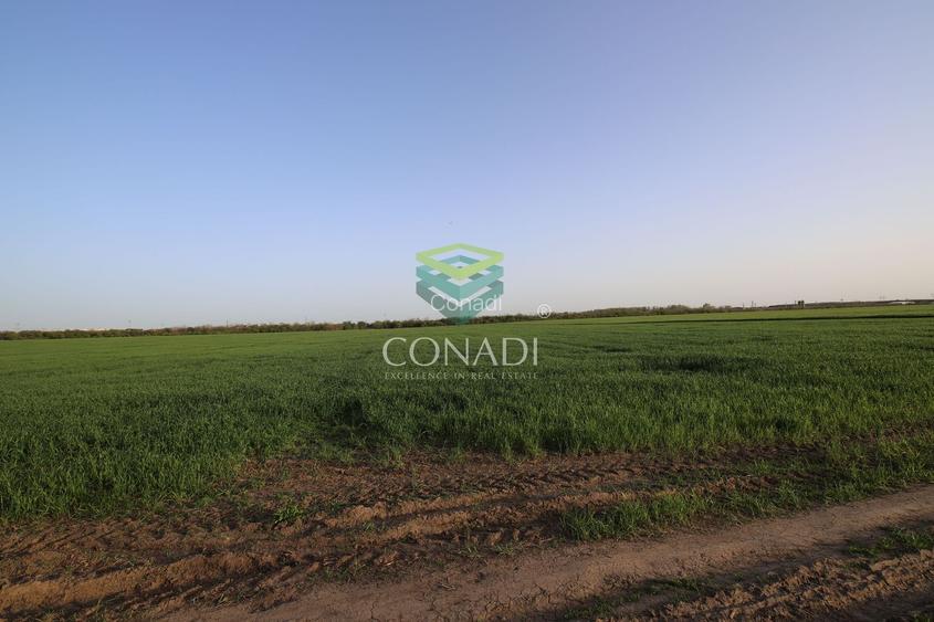 Teren Clinceni 5.792 mp - 6