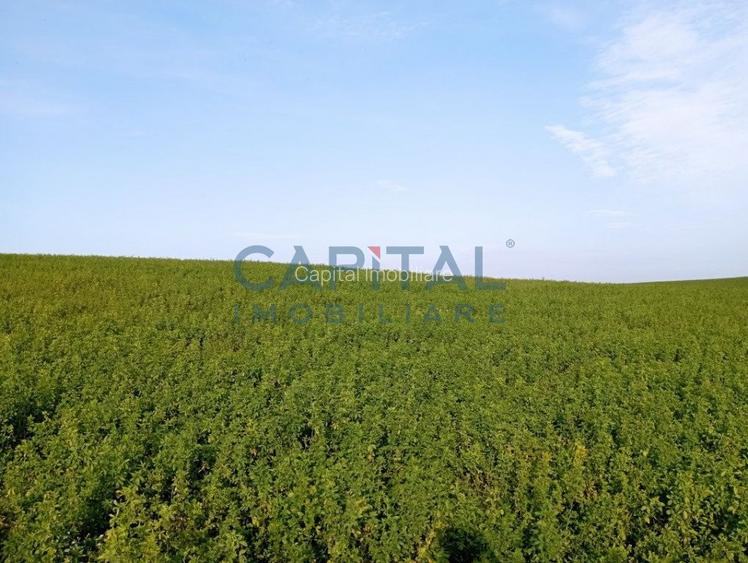 Teren intravilan 5500 mp Comuna Sandulesti - 2