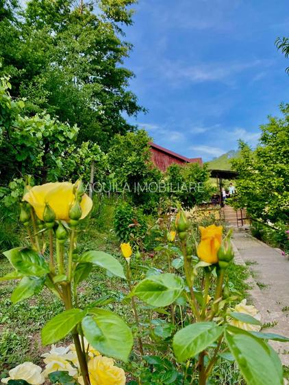 Teren intravilan 5660 mp - 4