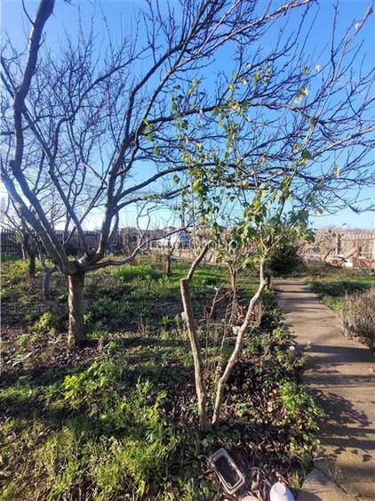 Constructie plus Teren Intravilan 2500 mp - Lazu - 15