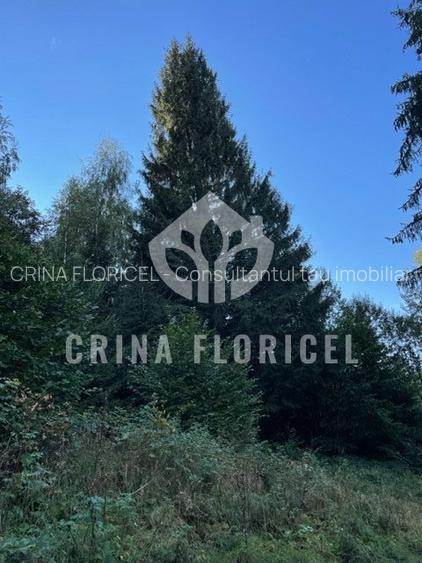 Teren cu padure 1000 mp, Predeal - Strada Pajistei - Valea Ursuletul - 2
