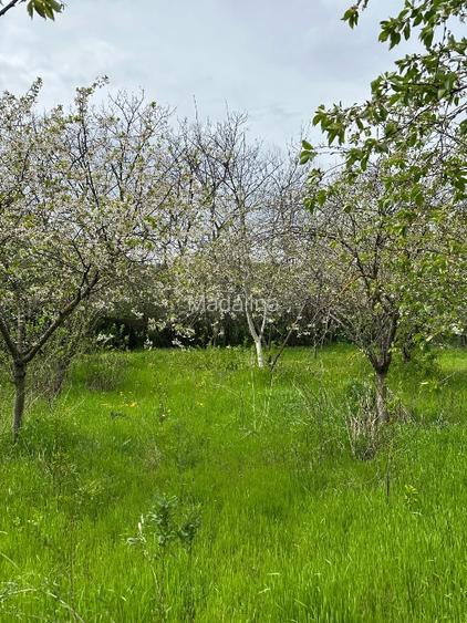 Vând teren intravilan stradal , posibilitate  parcelare  - 15