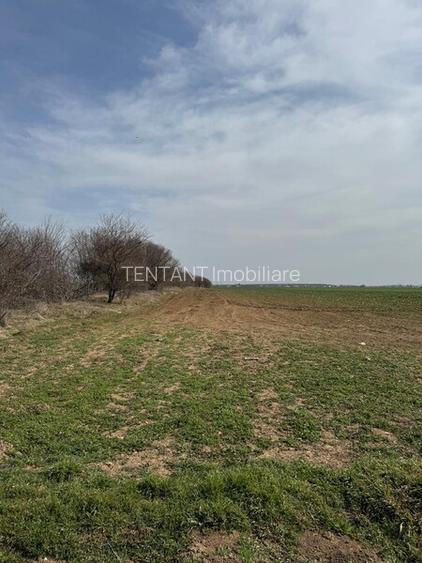 Vanzare Teren 5000mp intravilan Magurele - 8