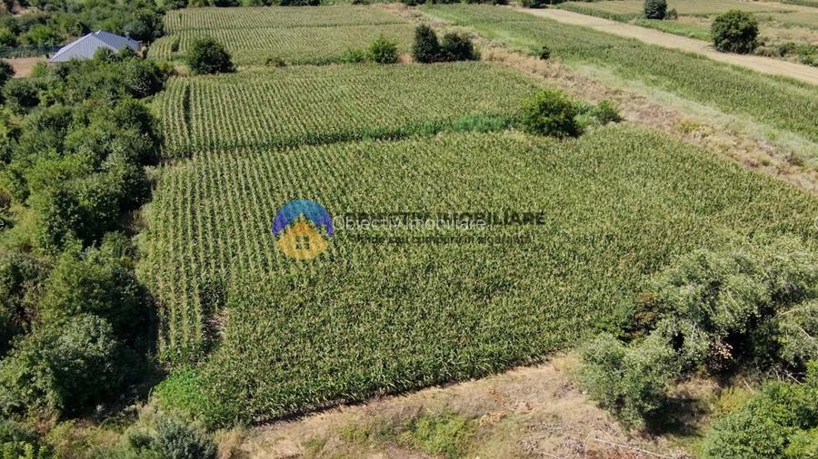 Teren intravilan 3866 mp Dumbrava Rosie - 12