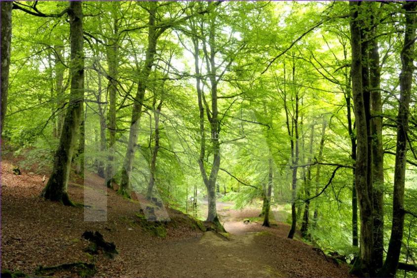 Oportunitate unica de investitie – Padure, catina si visuri verzi - 2