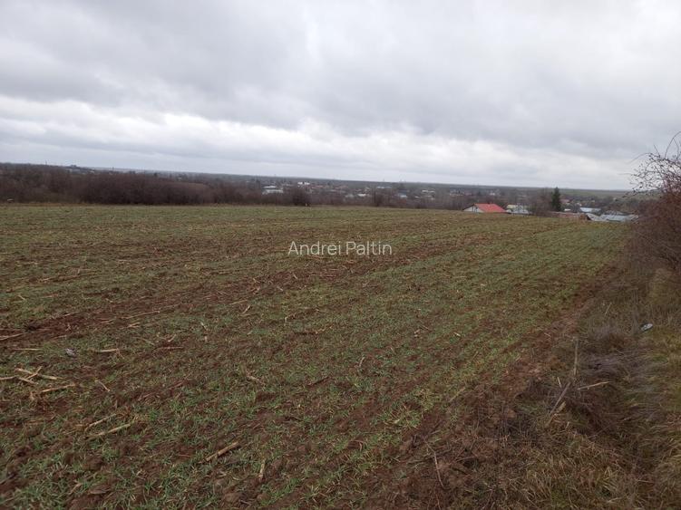 Teren agricol, 1HA, Marsa, Giurgiu - 3