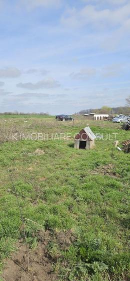 Afumati Balta Batal teren de vanzare 7000 mp - 3