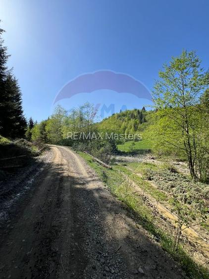Teren 12,127mp Frasin / Drumul Forestier Valea Seacă - 11