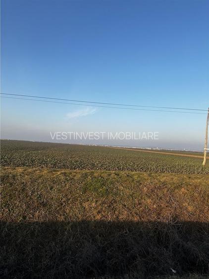 Teren Industrial Oradea spre Livada - 4