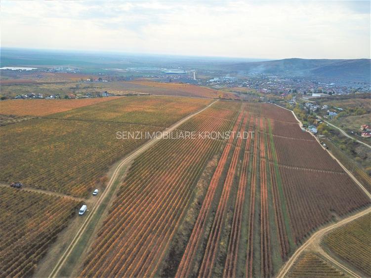 Podgorie de vita-de-vie nobila cu conac boieresc - 2