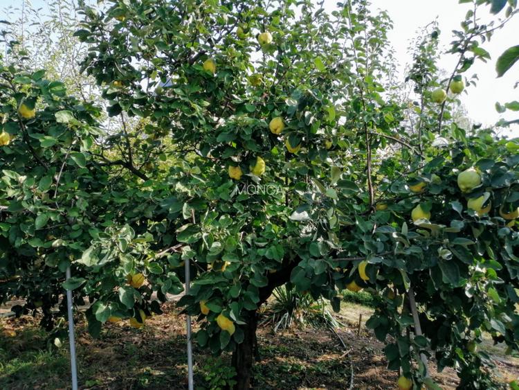 Casa 3 camere 100 mp | teren 937 mp | Vladeni central | mansarda |mobilat utilat - 17