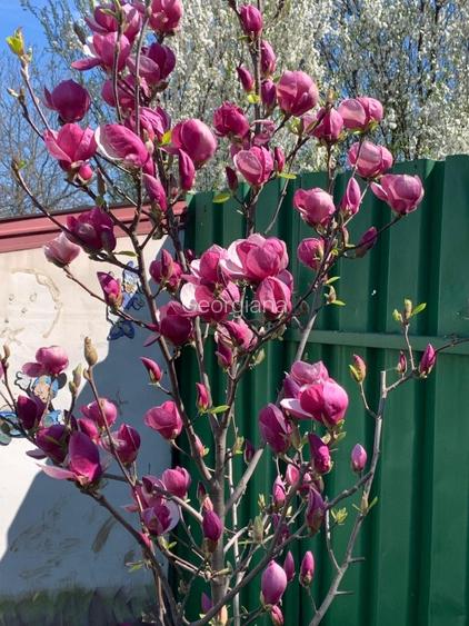 Casă de vânzare comuna Fundeni - 7