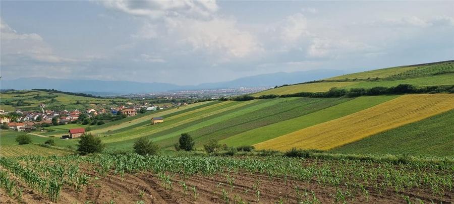 Teren 5000mp cu livada in Sura Mare - panorama deosebita
