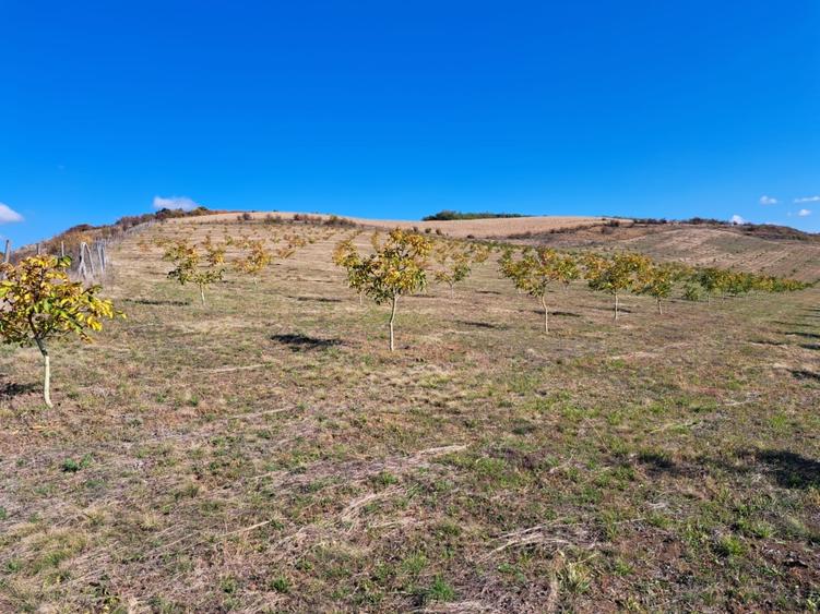 Teren agricol de vanzare