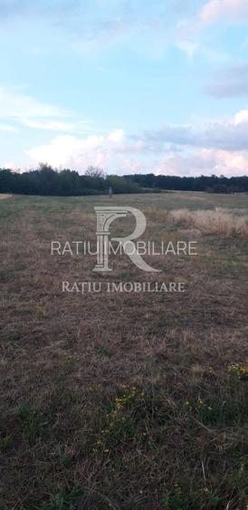 Teren extravilan | Betfia | 9664 Mp | Bihor