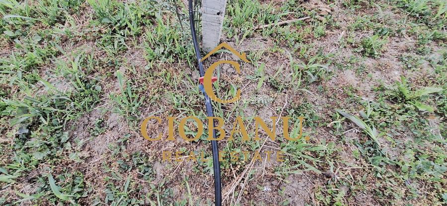 Teren intravilan cu PLANTATIE DE GOJII de vanzare in Racari - 14