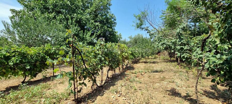 Casa cu vie, livadă și timp pentru tine - 34