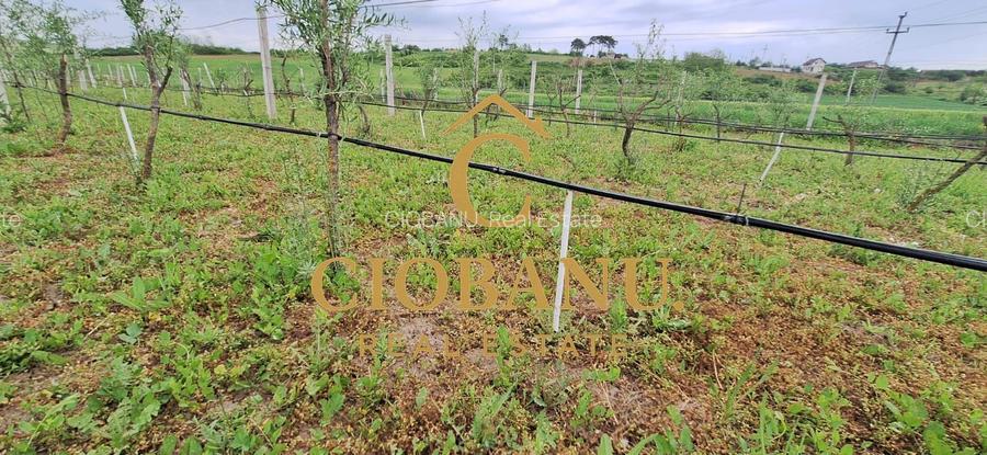 Teren intravilan cu PLANTATIE DE GOJII de vanzare in Racari - 15