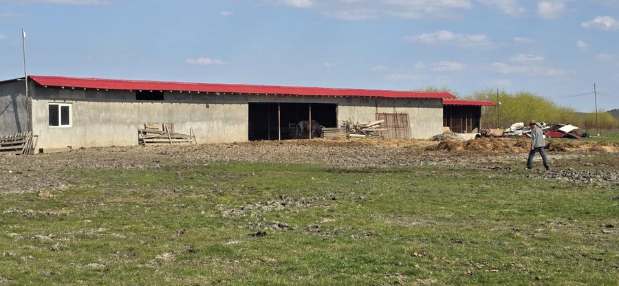 Fermă Zootehnică de Vânzare 6 Ha | Vaci și Oi | Grajd si Saivane | Calugareni |