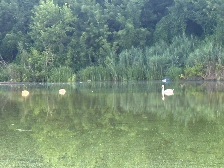 Vila Exclusivista vedere  Lac   P+1  Peninsula Toboc București Finisaje Premium
