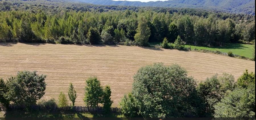 Teren 5000 mp, pretabil cabana de weekend, Sinca Noua