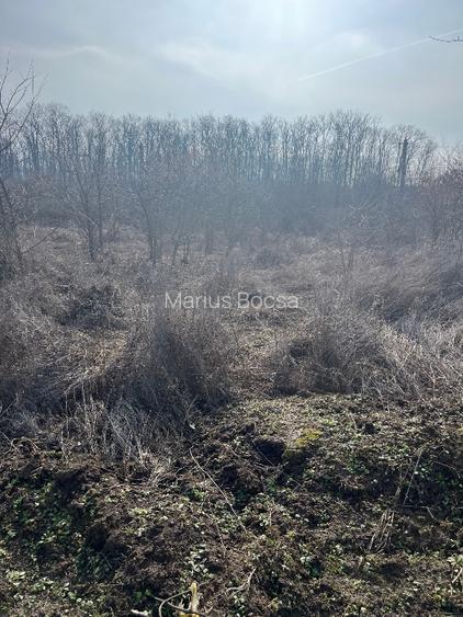 Teren intravilan Buftea  cu studiu prefezabilitate BESS - 7