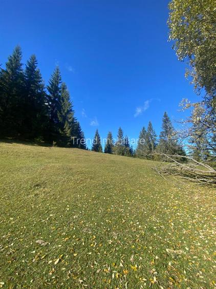 Teren extravilan la Poiana Horea - Belis - 16.000 mp - 6