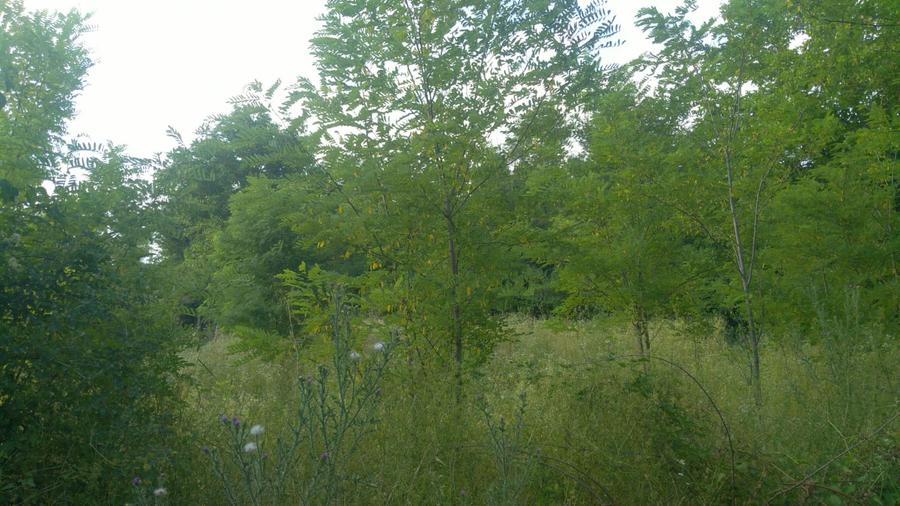 Teren intravilan 780 mp, deschidere 33 m – Comuna Iordăcheanu (sat Mocești)