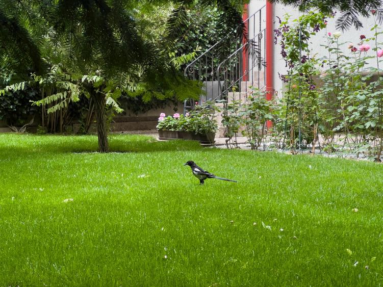 Parter în vilă cu grădină.