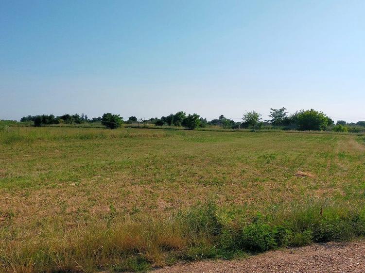 Teren intravilan 2,502mp Moara Vlasiei