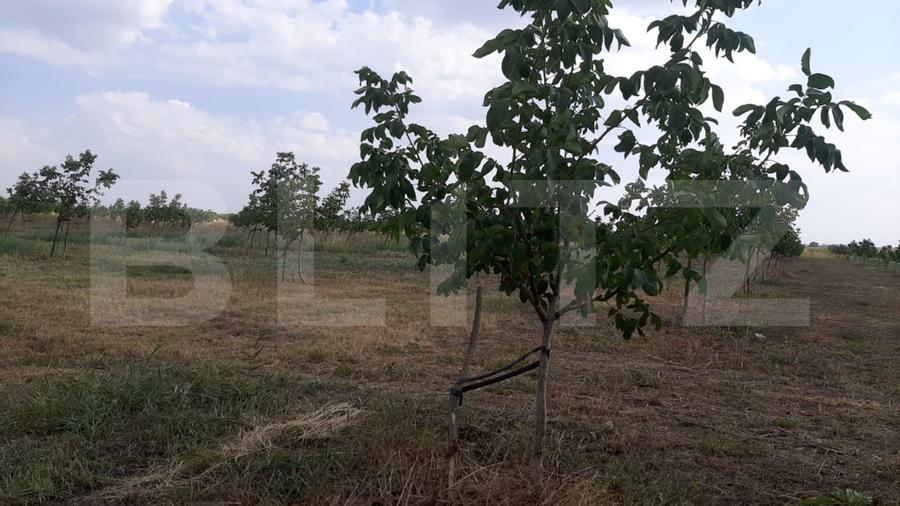 Ferma de nuci - teren agricol, zona Ivesti