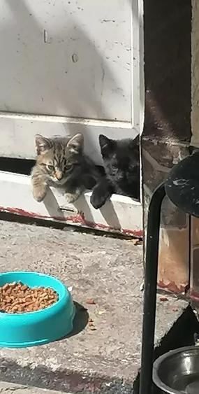 Garsoniera parter Romancierilor nemobilat neutilat pet friendly