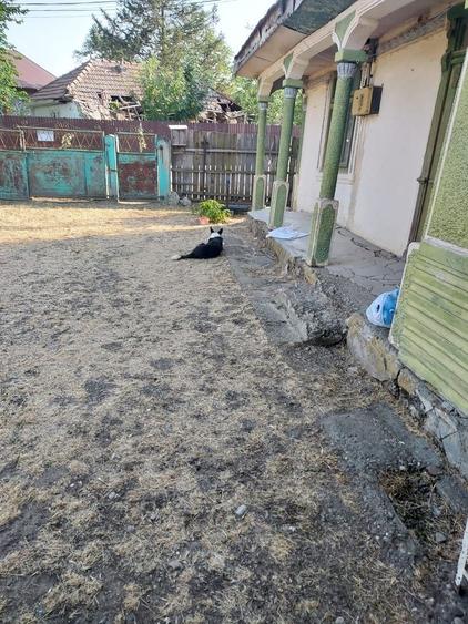 🏡 TEREN INTRAVILAN 3.800 MP – SURAIA, VRANCEA | PRET NEGOCIABIL